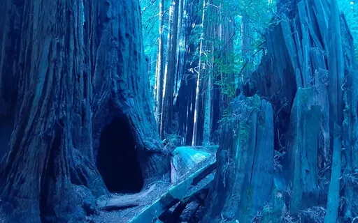 "You Who I Brought Up"