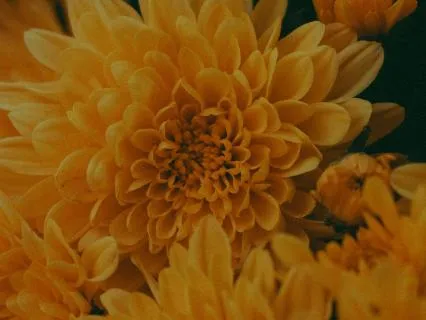 You Will Bloom Again.