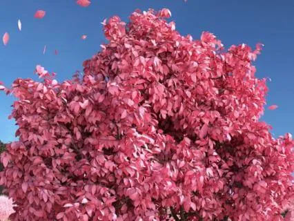 Your Adrenal Glands: Returning From Survival Mode