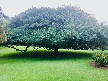 Your Authentic Truth