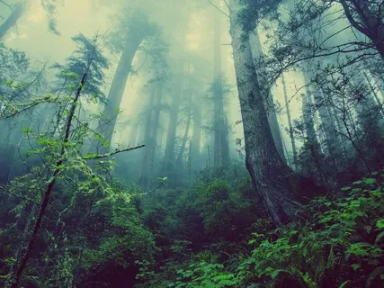 Your Blissful Nature Walk Made For Deep Peace