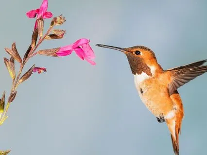 Portal Of Presence Somatic Meditation