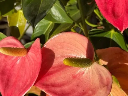 Your Connection To The True You