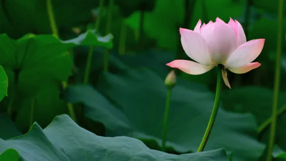 Your Daily Confidence Boost  - 4 Min Daily Insight