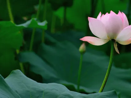 Your Daily Confidence Boost  - 9 Min Daily Insight