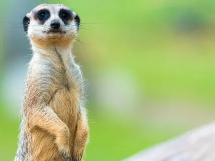 Your Daily Essentials Morning Meditation