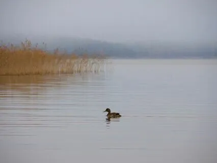 Your Daily Reminder, You Are Not Alone