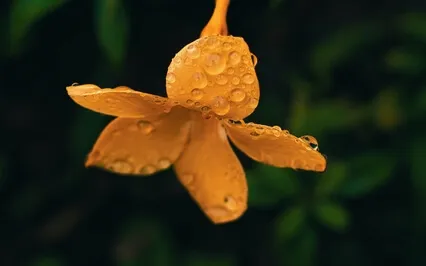 Your Daily Ritual - Be Centered Within