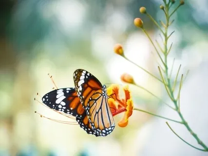 Your Daily Ritual - Cultivate Receptivity