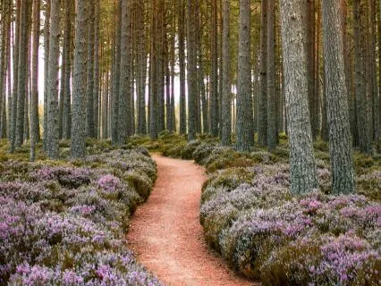 Your Heart’s Vision: Walking The Path Ahead