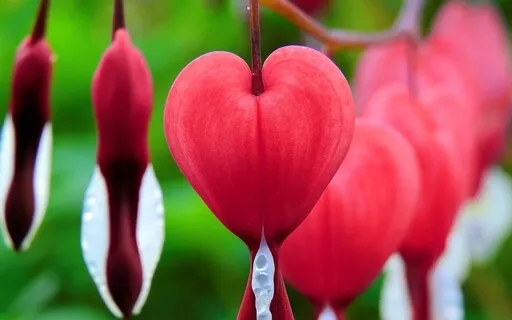 Your Heart's Relationship To Power