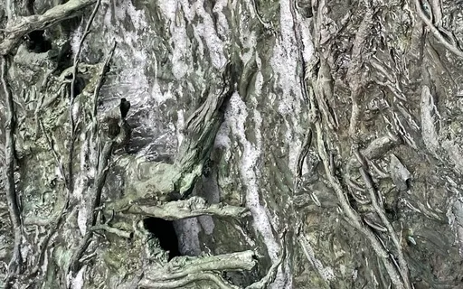 Your Ideal Compassionate Other