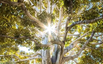 Your Indefatigable Heart