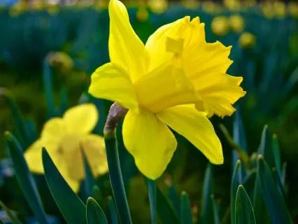 Your Inner Diamond Of Peace- March 16