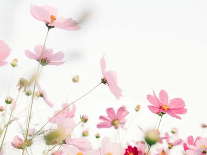 Your Inner Spring Journey | Preovulatory