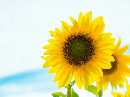 Your Inner Summer Journey | Ovulatory