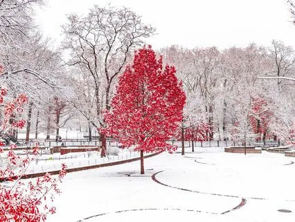 Your Inner Winter Journey | Menstrual