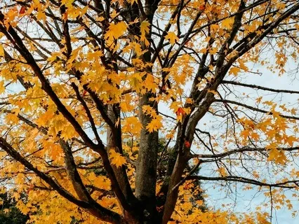 Your Leaves Of Doubt- A Poem And Meditation