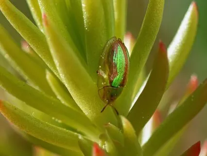 Experience Your  Light Body 2 -  Your Essence From Source