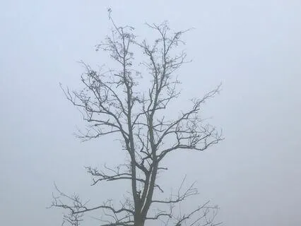 (Your Love Was) White As Snow [version For String Trio]