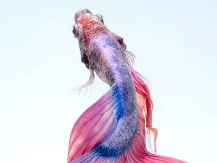 Your Meditation Experience Bonus Inner Child Meditation