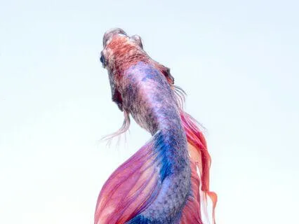 Your Meditation Experience Day 2