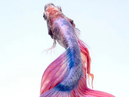 Your Meditation Experience Day 3