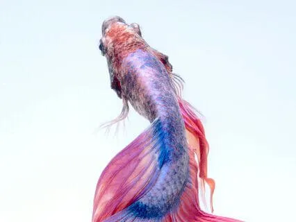 Your Meditation Experience Day 4