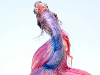 Your Meditation Experience Day 5