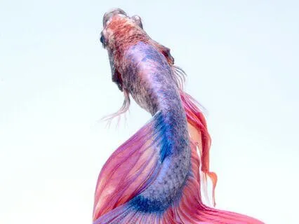 Your Meditation Experience Day 6