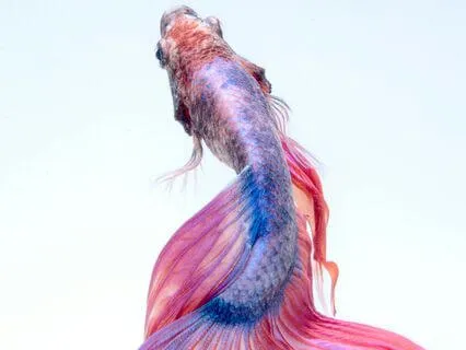 Your Meditation Experience Day 7