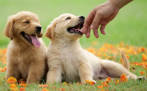 Your Mind Is Like a Puppy - A 7 Minutes Mindfulness Talk 