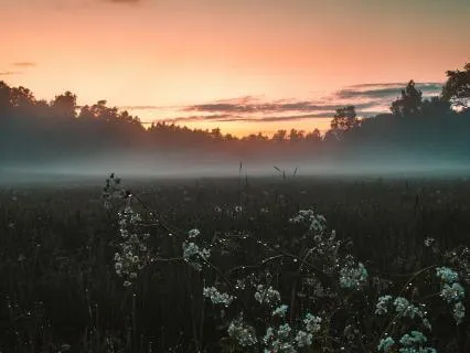 Your Morning Shade | Rumi Poem