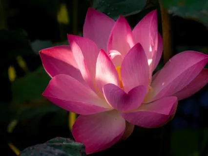 Your Nervous System Need This • Deep Healing Music