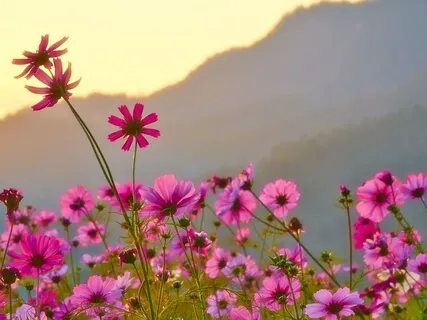 Your Own Private Meadow