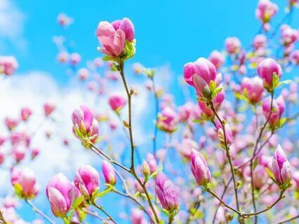 Your Peaceful Morning (Quiet Background Music Version)