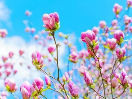 Your Peaceful Morning