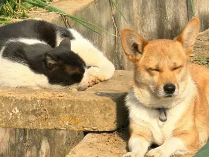 Your Pet Is A Soul Mirror : Listen, Heal & Expand Together