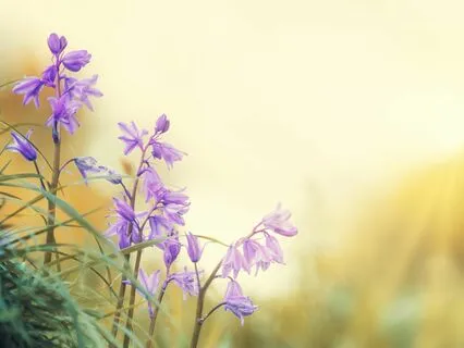 Your Radiant Presence