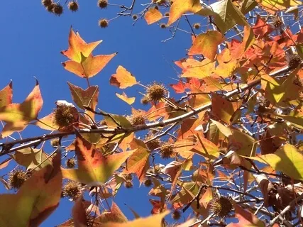 Your Sanctuary Guided Visualisation