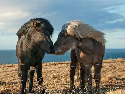 Your Soul Always Knows The Way