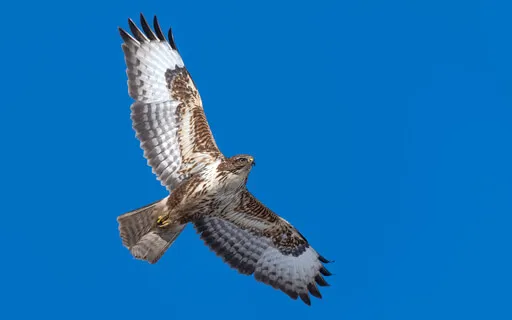 Your Soul Will Run By ShantiPaul