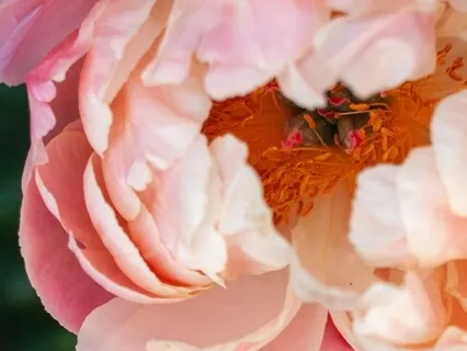 Your Soulful Occupation - Insight Timer Live Replay