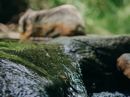 Your Special Place- The Stream Of Life