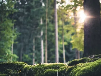 Your Special Place- The True Temple Of Freedom