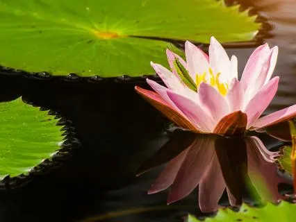 Your Spirit Guide Is Waiting, Receive Guidance & Protection