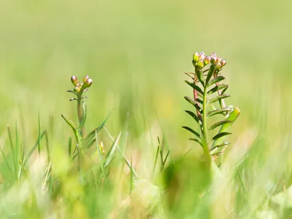 Your Classical Grieg Morning Motivation - Get Going Easily