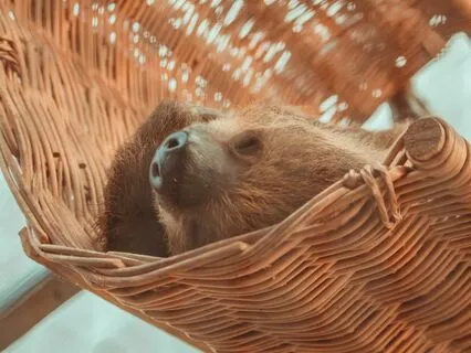 Your Thoughts Shape Your Sleep