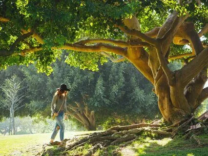Your Tree Meditation For Grounding, Connection And Insight