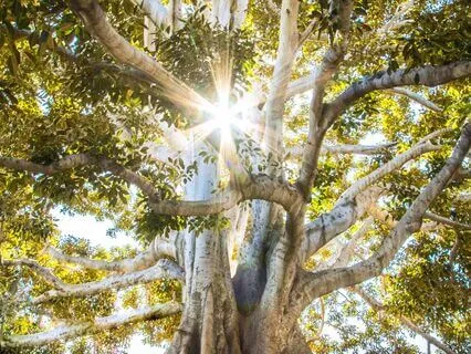 Your Tree Meditation (With Music)